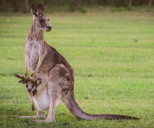 Amazing Animal Behaviors: What Makes Them Unique